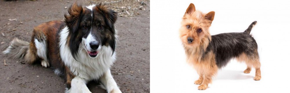 Australian Terrier vs Aidi - Breed Comparison