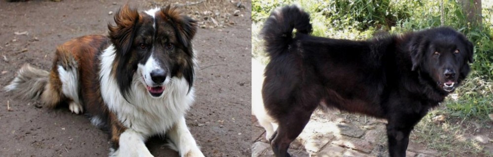 Bakharwal Dog vs Aidi - Breed Comparison