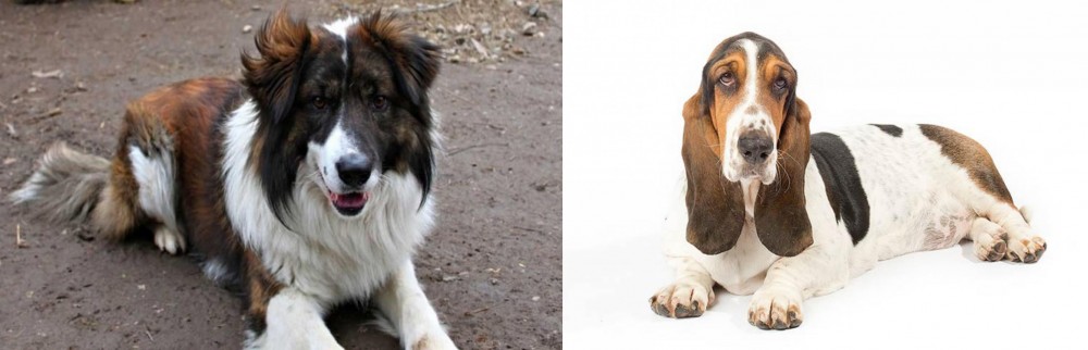 Basset Hound vs Aidi - Breed Comparison