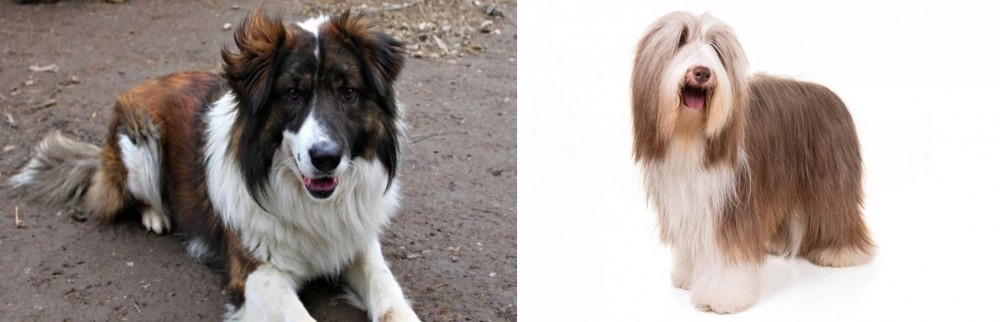 Bearded Collie vs Aidi - Breed Comparison