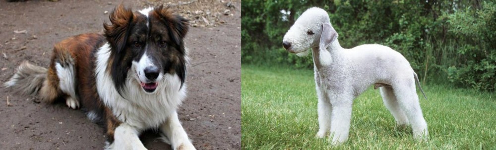 Bedlington Terrier vs Aidi - Breed Comparison