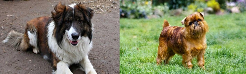 Belgian Griffon vs Aidi - Breed Comparison