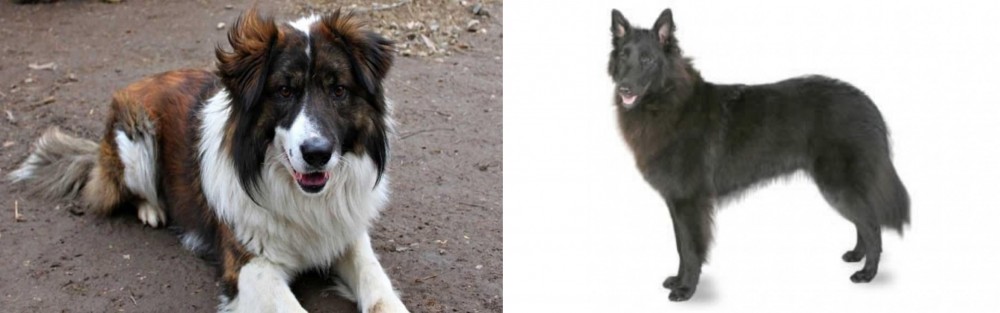 Belgian Shepherd vs Aidi - Breed Comparison