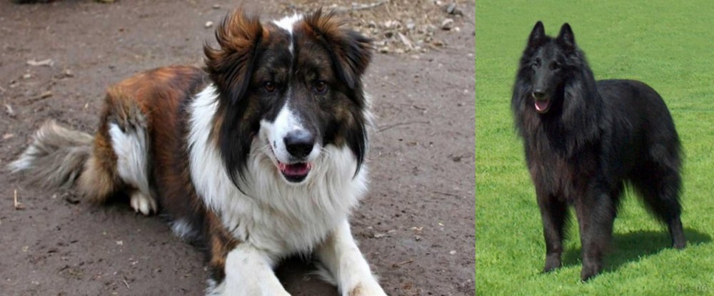 Belgian Shepherd Dog (Groenendael) vs Aidi - Breed Comparison