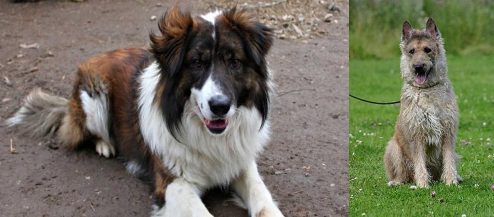 Belgian Shepherd Dog (Laekenois) vs Aidi - Breed Comparison