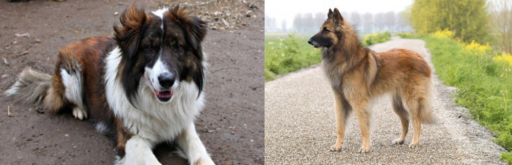 Belgian Shepherd Dog (Tervuren) vs Aidi - Breed Comparison