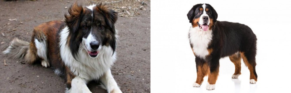 Bernese Mountain Dog vs Aidi - Breed Comparison