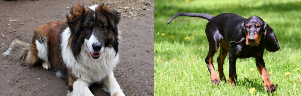 Black and Tan Coonhound vs Aidi - Breed Comparison