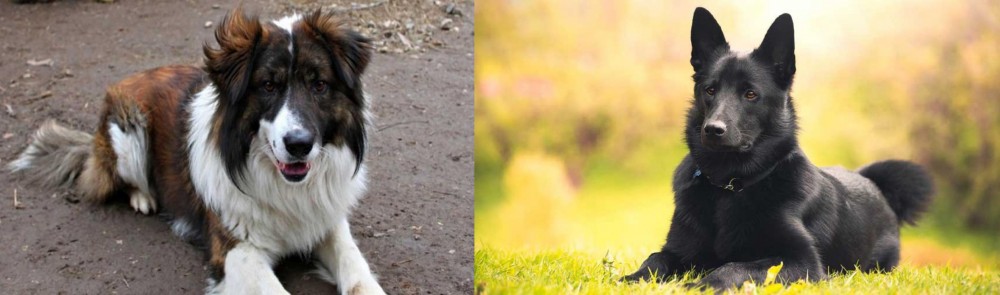 Black Norwegian Elkhound vs Aidi - Breed Comparison