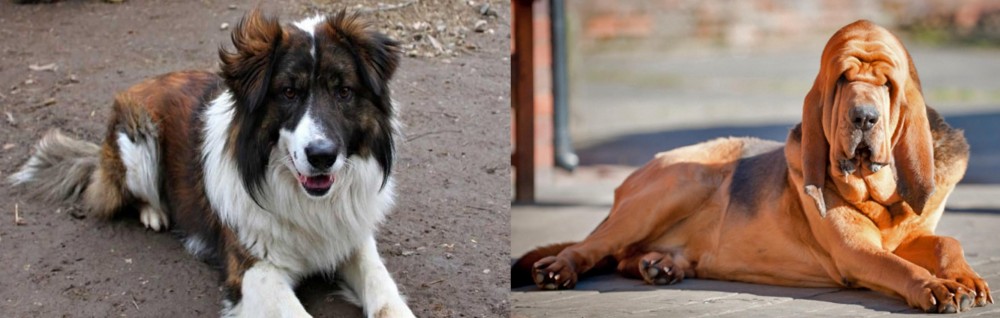 Bloodhound vs Aidi - Breed Comparison