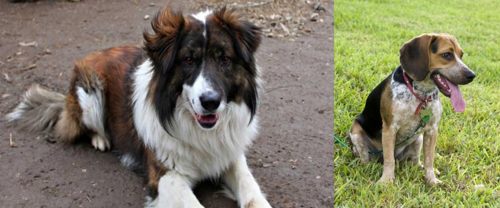Bluetick Beagle vs Aidi - Breed Comparison