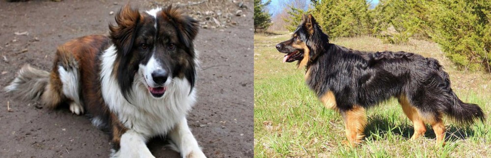 Bohemian Shepherd vs Aidi - Breed Comparison