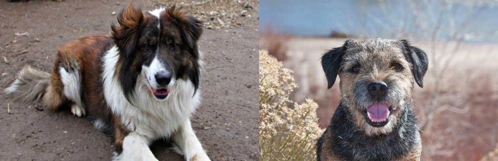Border Terrier vs Aidi - Breed Comparison