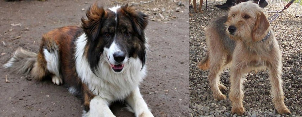 Bosnian Coarse-Haired Hound vs Aidi - Breed Comparison