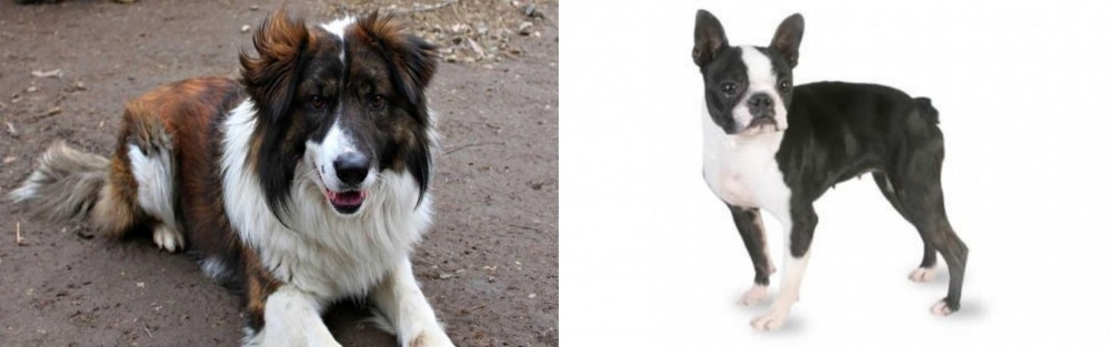 Boston Terrier vs Aidi - Breed Comparison