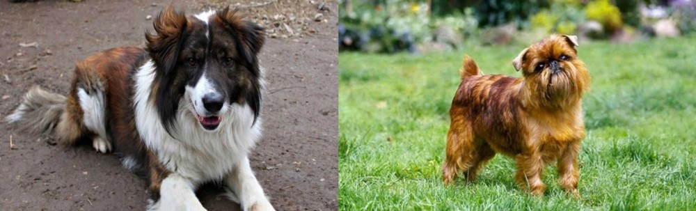 Brussels Griffon vs Aidi - Breed Comparison