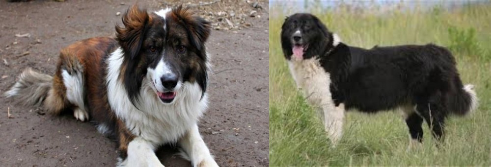 Bulgarian Shepherd vs Aidi - Breed Comparison