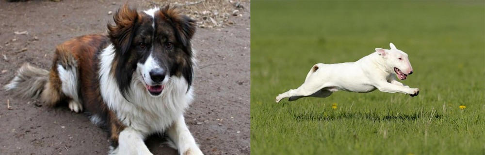 Bull Terrier vs Aidi - Breed Comparison