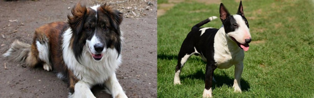 Bull Terrier Miniature vs Aidi - Breed Comparison