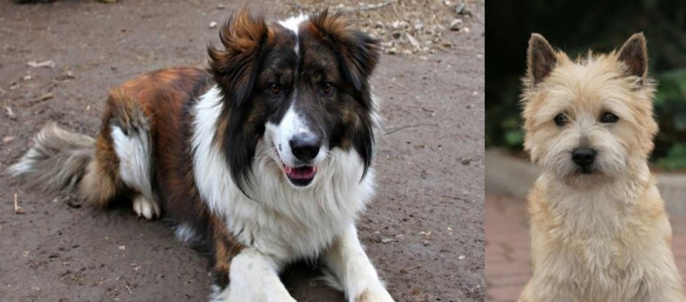 Cairn Terrier vs Aidi - Breed Comparison