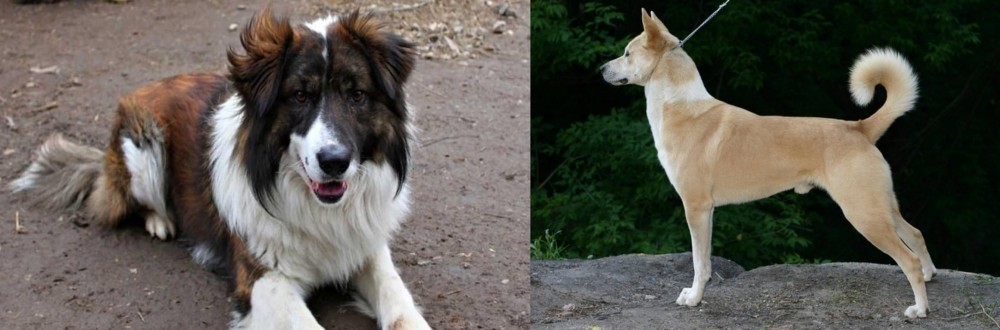 Canaan Dog vs Aidi - Breed Comparison
