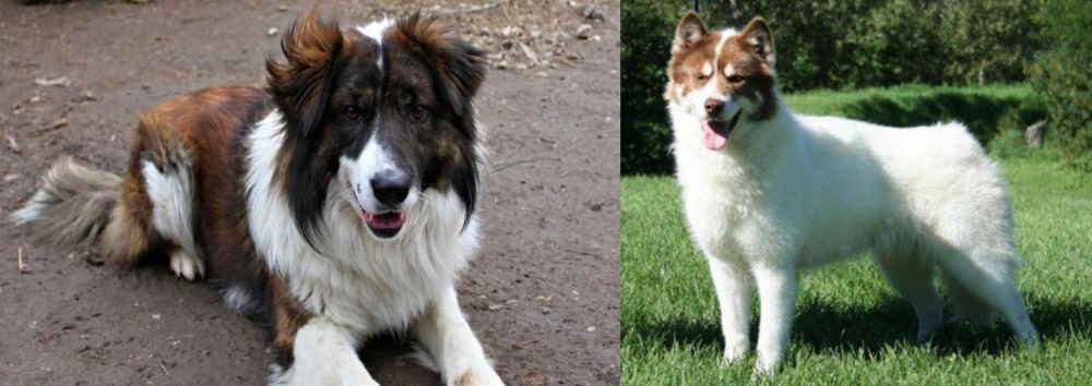Canadian Eskimo Dog vs Aidi - Breed Comparison