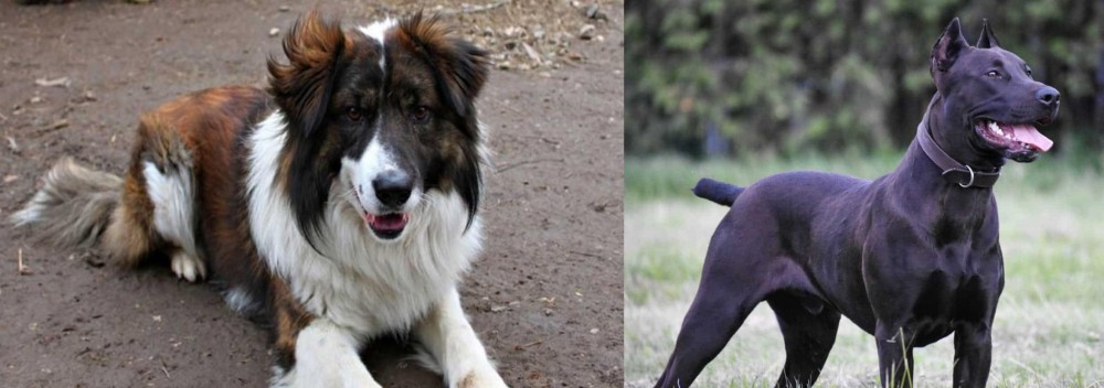 Canis Panther vs Aidi - Breed Comparison