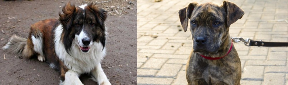 Catahoula Bulldog vs Aidi - Breed Comparison
