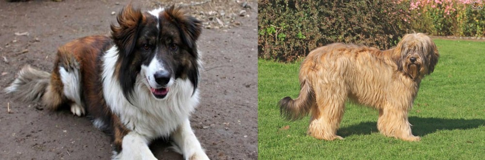Catalan Sheepdog vs Aidi - Breed Comparison