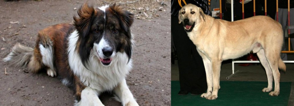 Central Anatolian Shepherd vs Aidi - Breed Comparison