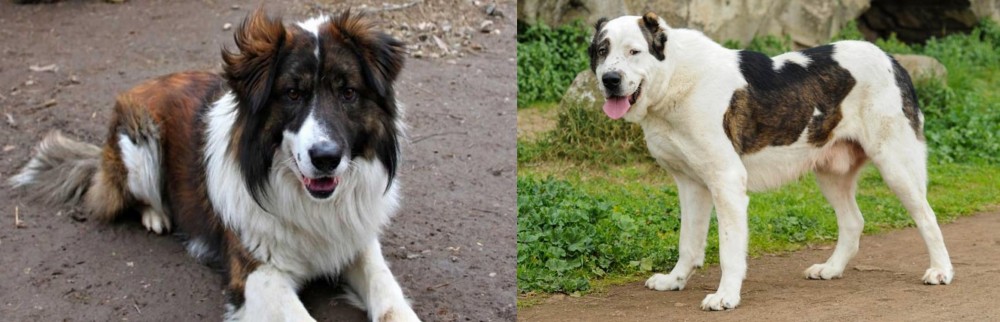 Central Asian Shepherd vs Aidi - Breed Comparison