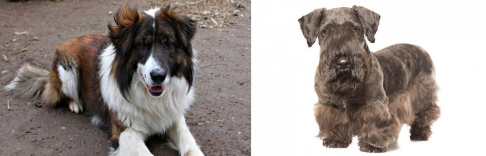 Cesky Terrier vs Aidi - Breed Comparison