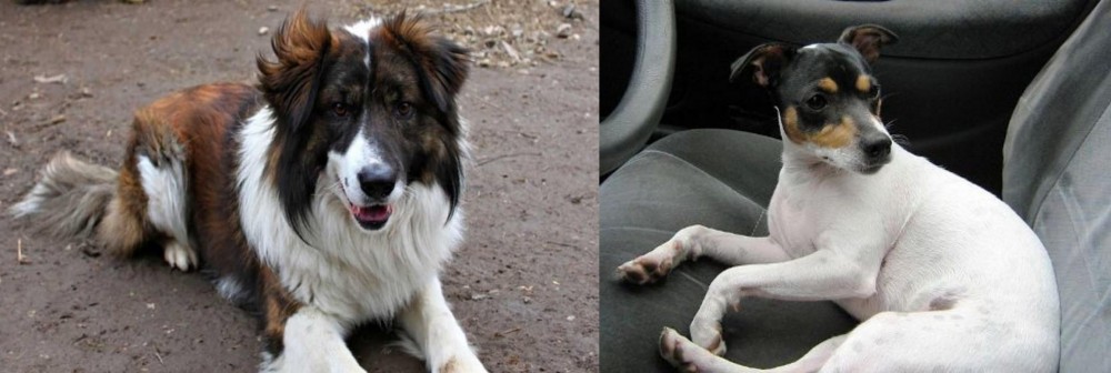 Chilean Fox Terrier vs Aidi - Breed Comparison