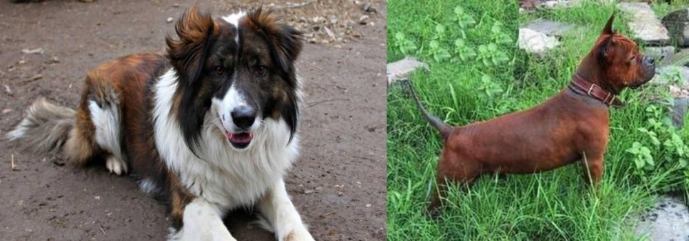 Chinese Chongqing Dog vs Aidi - Breed Comparison
