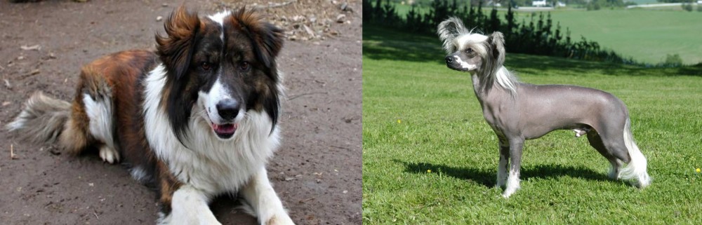 Chinese Crested Dog vs Aidi - Breed Comparison