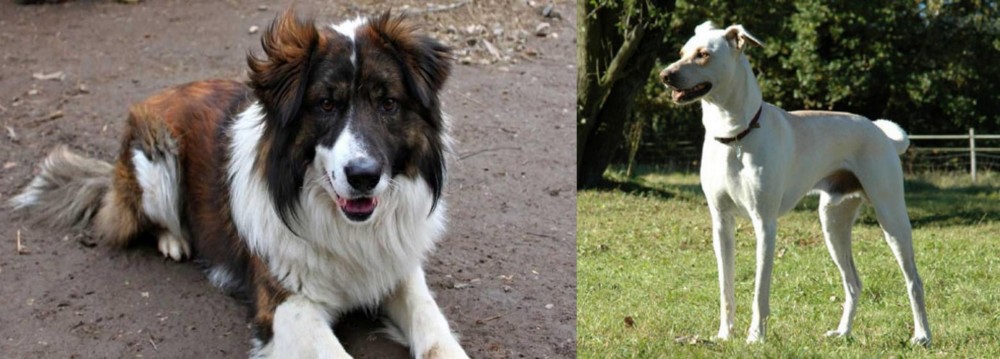 Cretan Hound vs Aidi - Breed Comparison