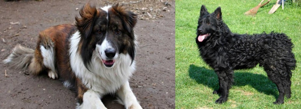 Croatian Sheepdog vs Aidi - Breed Comparison