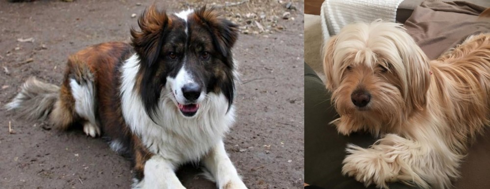 Cyprus Poodle vs Aidi - Breed Comparison