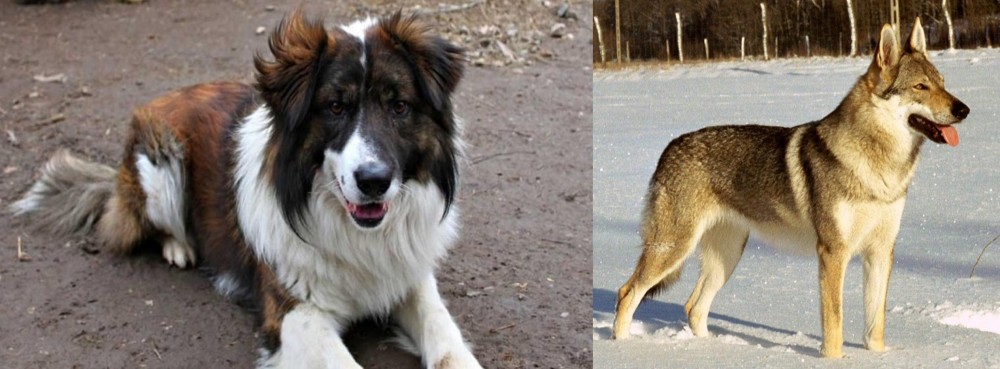 Czechoslovakian Wolfdog vs Aidi - Breed Comparison