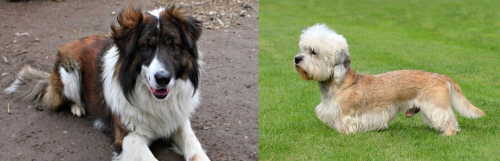 Dandie Dinmont Terrier vs Aidi - Breed Comparison
