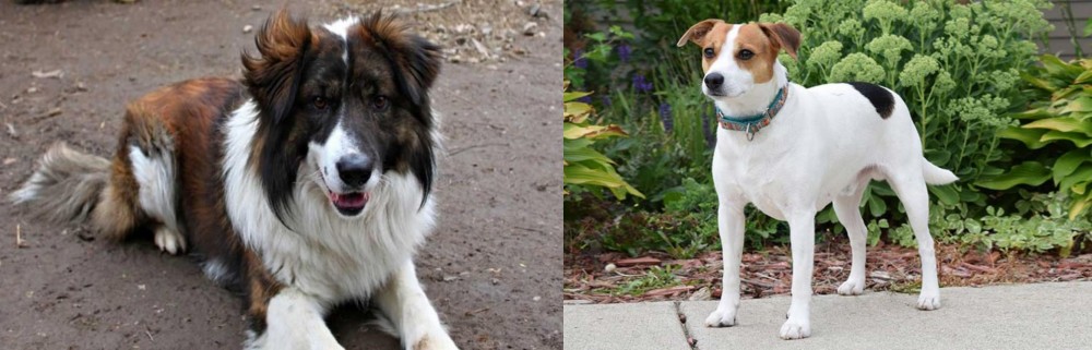 Danish Swedish Farmdog vs Aidi - Breed Comparison