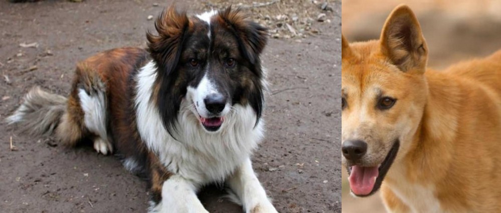 Dingo vs Aidi - Breed Comparison