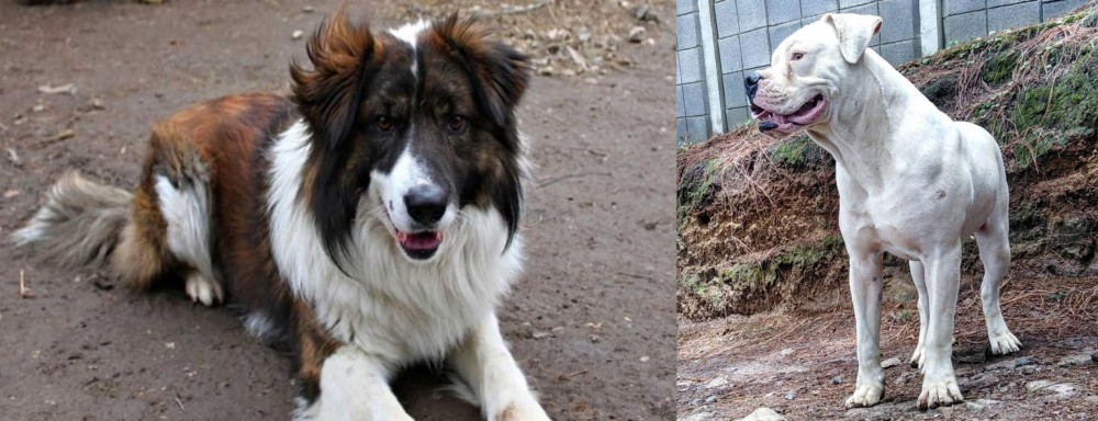 Dogo Guatemalteco vs Aidi - Breed Comparison
