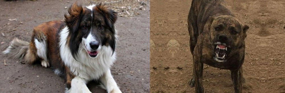 Dogo Sardesco vs Aidi - Breed Comparison