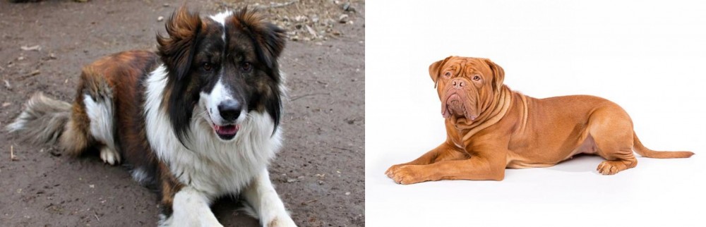 Dogue De Bordeaux vs Aidi - Breed Comparison