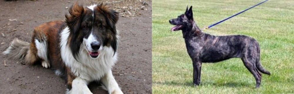 Dutch Shepherd vs Aidi - Breed Comparison