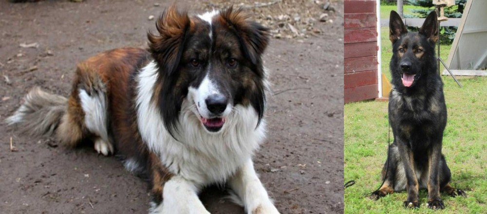 East German Shepherd vs Aidi - Breed Comparison