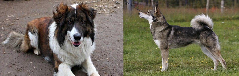 East Siberian Laika vs Aidi - Breed Comparison
