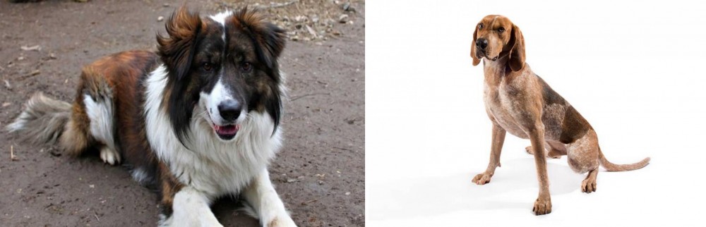 English Coonhound vs Aidi - Breed Comparison
