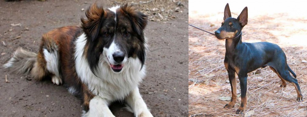 English Toy Terrier (Black & Tan) vs Aidi - Breed Comparison
